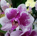 Орхидея Phalaenopsis (отцвёл)