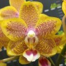 Орхидея Phalaenopsis Miki Big Wave (еще не цвел)   