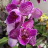 Орхидея Phalaenopsis Big lip, peloric 
