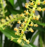 Орхидея Liparis condylobulbon (отцвел, деленка) 