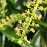 Орхидея Liparis condylobulbon (отцвел, деленка) 