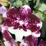 Орхидея Phalaenopsis, Big Lip             