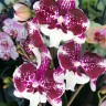 Орхидея Phalaenopsis, Big Lip             