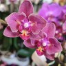 Орхидея Phal. Perfume Diffusion peloric, multiflora    