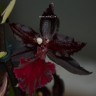 Орхидея Colmanara Massai Red (отцвела)