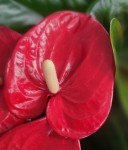 Anthurium Turenza (деленка без цветков)