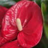 Anthurium Turenza (деленка без цветков)