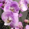 Орхидея Phalaenopsis Aladdin's Kizz, Big Lip (отцвел)