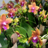 Орхидея Phalaenopsis Bronze Buddha (отцвел)