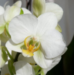 Орхидея Phalaenopsis, multiflora 