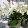 Орхидея Phalaenopsis, multiflora 
