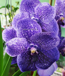 Орхидея Vanda Robert Delight Blue (сеянцы)