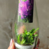 Орхидея Vanda Robert Delight Blue (сеянцы)