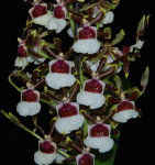 Орхидея Cambria (отцвела)