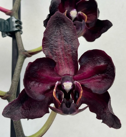 Орхидея Phalaenopsis Black Swan peloric (отцвел)