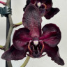 Орхидея Phalaenopsis Black Swan peloric (отцвел)