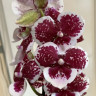 Орхидея Phalaenopsis Big Lip (отцвел, РЕАНИМАШКА)