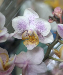 Орхидея Phalaenopsis, mini