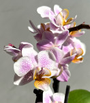 Орхидея Phalaenopsis, mini (отцвел)