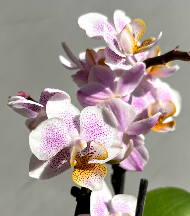 Орхидея Phalaenopsis, mini (отцвел)