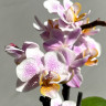 Орхидея Phalaenopsis, mini (отцвел)