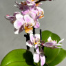 Орхидея Phalaenopsis, mini (отцвел)