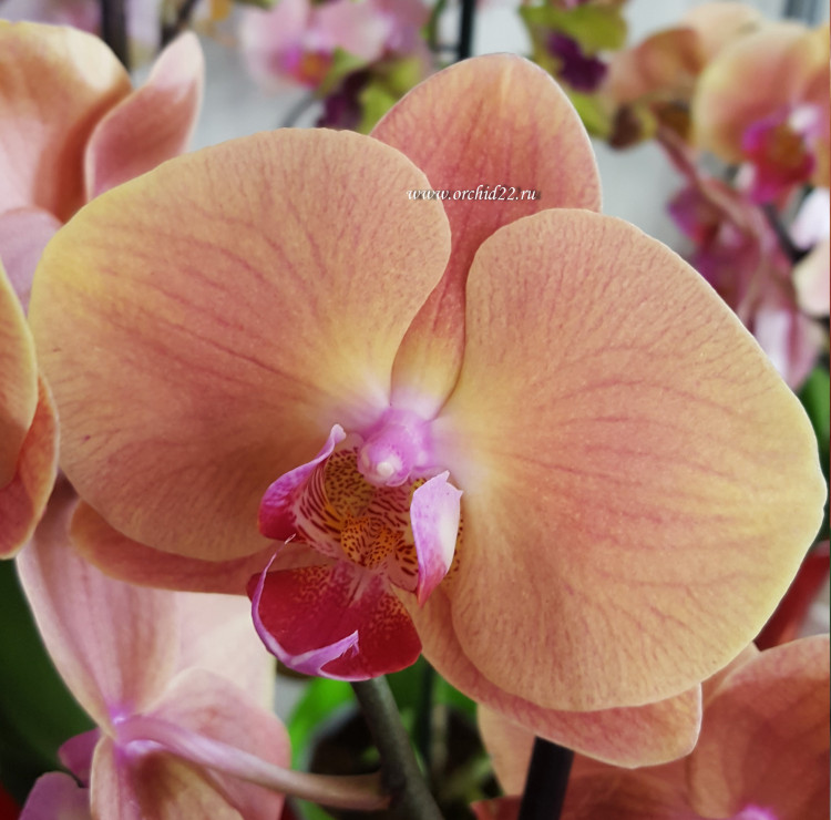 Орхидея Phalaenopsis Volcano (отцвел, УЦЕНКА*)