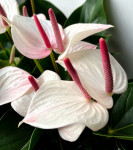 Anthurium Aloha Lips (отцвел)