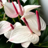 Anthurium Aloha Lips (отцвел)
