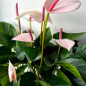 Anthurium Aloha Lips (отцвел)