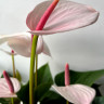 Anthurium Aloha Lips (отцвел)