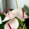 Anthurium Aloha Lips (отцвел)