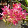 Орхидея Rhynchorides Norma (отцвела)
