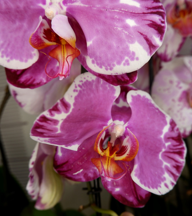 Орхидея Phalaenopsis Sacrifice (отцвел, РЕАНИМАШКА)