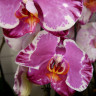 Орхидея Phalaenopsis Sacrifice (отцвел, РЕАНИМАШКА)