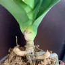 Орхидея Phalaenopsis Sacrifice (отцвел, РЕАНИМАШКА)