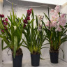 Орхидея Cymbidium 