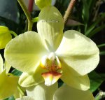 Орхидея Phalaenopsis Candela