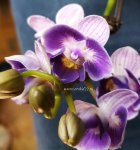 Орхидея Phalaenopsis Violet Queen, mini