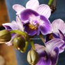 Орхидея Phalaenopsis Violet Queen, mini
