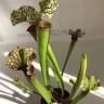 Саррацения (Sarracenia)