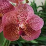 Орхидея Vanda Devarak x V. Suksamran Gold (отцвела)