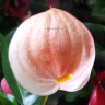 Anthurium Scherzerianum (светло-персиковый, отцвел)
