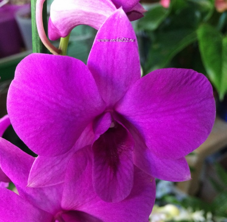 Орхидея Dendrobium Pink Party (отцвел)