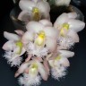 Орхидея Clowesia Grace Dunn x sib (еще не цвёл) 