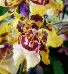 Орхидея Colmanara Wildcat ' White Lip' 