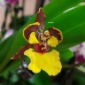 Орхидея Oncidium 