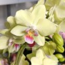 Орхидея Phalaenopsis Canary, multiflora (отцвел)