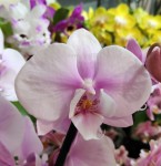 Орхидея Phalaenopsis Altea (отцвел)
