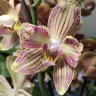 Орхидея Phalaenopsis Torino (отцвел)